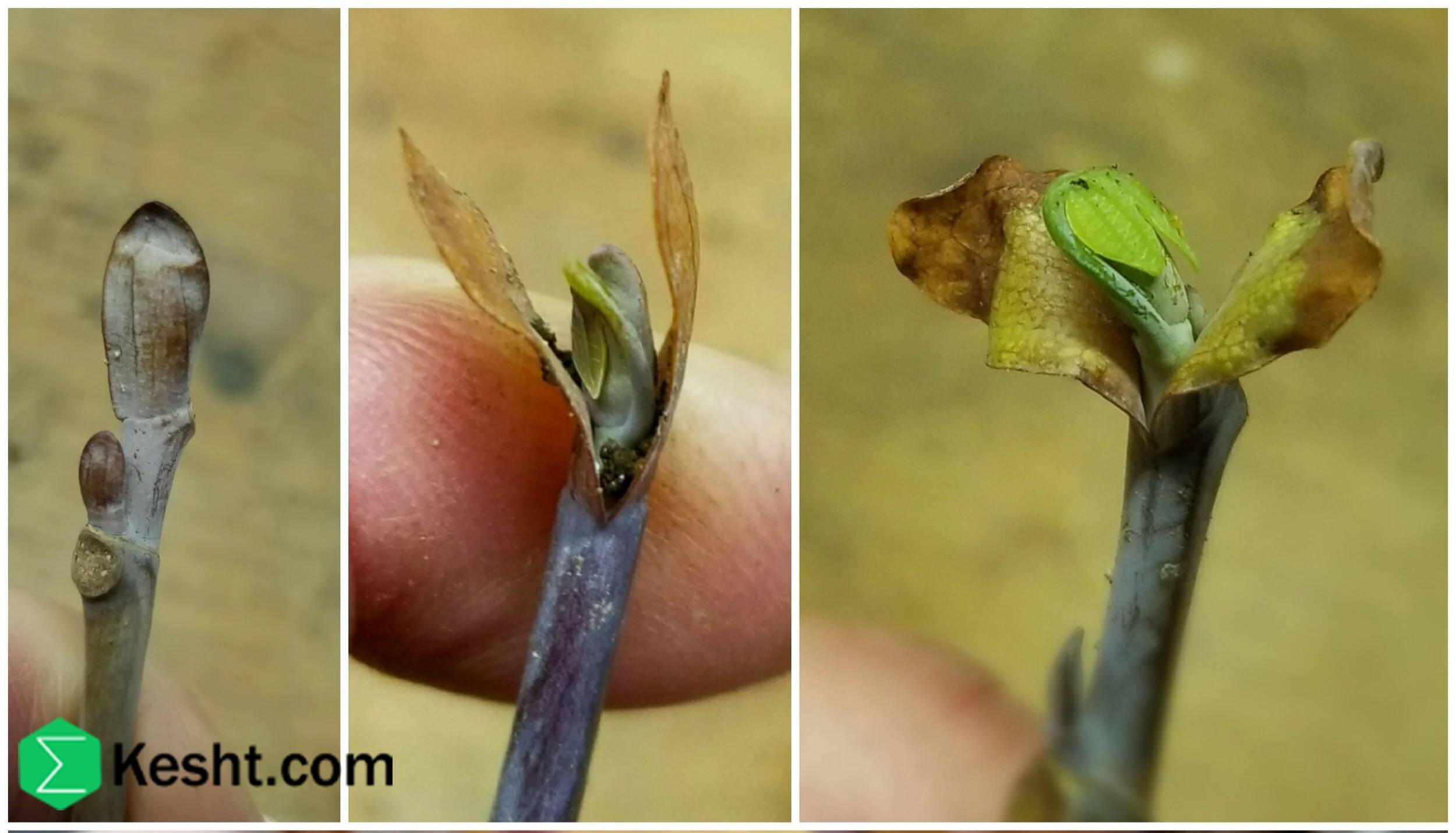 Complete-dormancy-before-buds-swell-in-seedlings