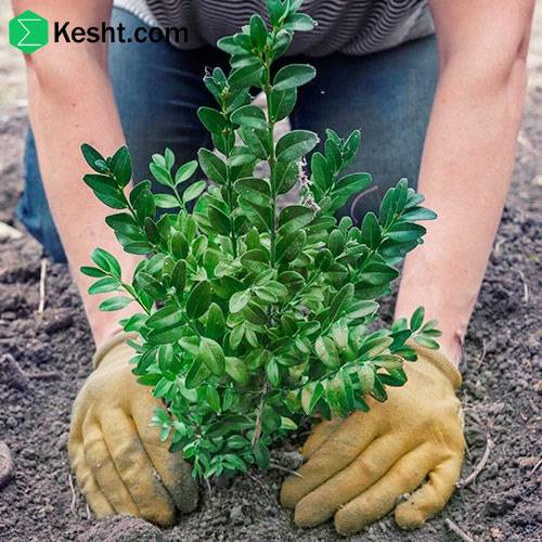 راهنمای جامع کاشت نهال و نگهداری پس از کاشت
