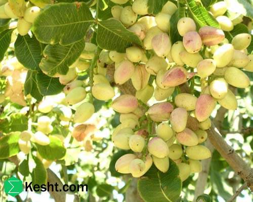 بهترین زمان‌های سال برای کوددهی درختان پسته