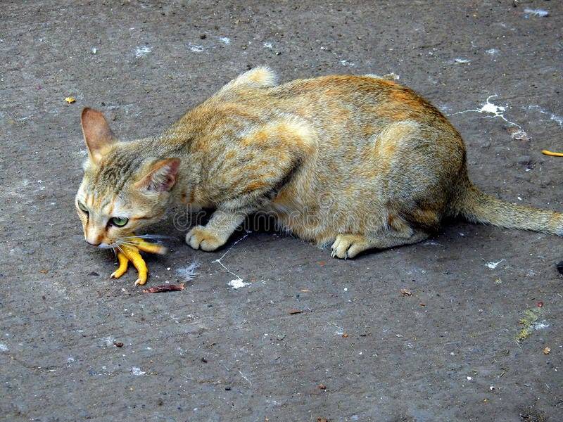 پای مرغ برای گربه