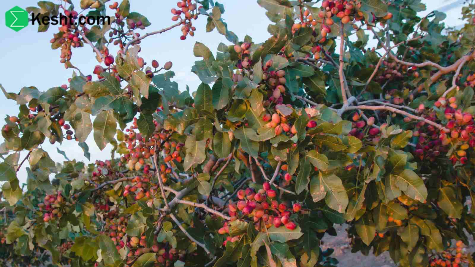 choosing-the-best-pistachio-sapling