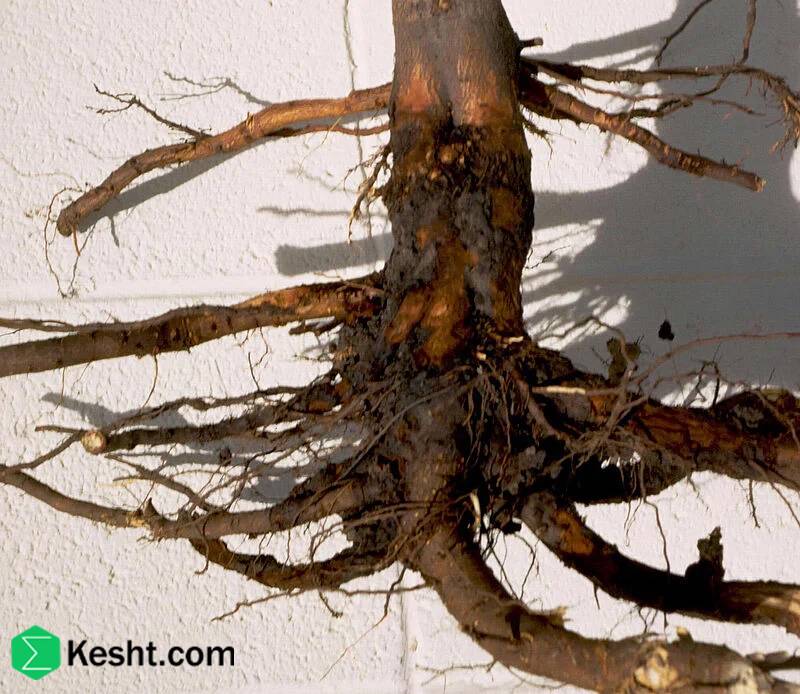 collar-rot collar-rot