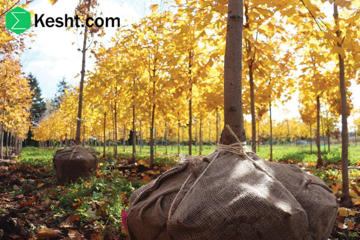 fall-planting-in-nurseries fall-planting-in-nurseries