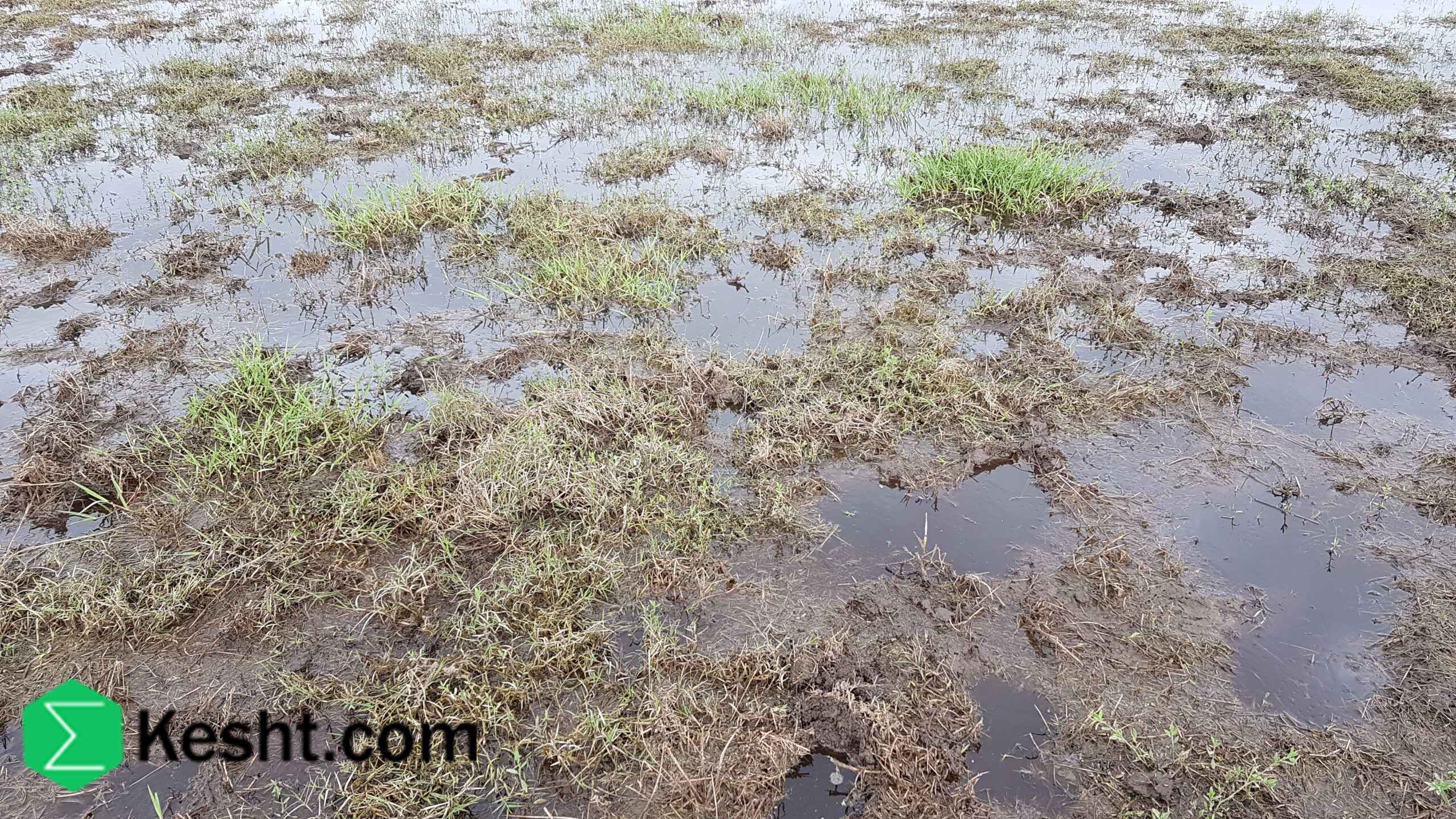 frozen-waterlogged-swampy-soil