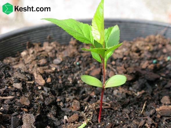 آزمایش خاک دوره ای