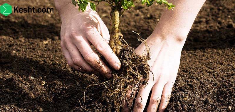 چه نوع کودهایی برای اصلاح خاک مناسب هستند؟