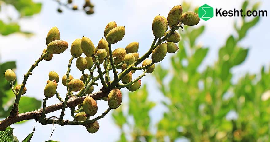 How to boost the environmental resilience of hybrid pistachio seedlings