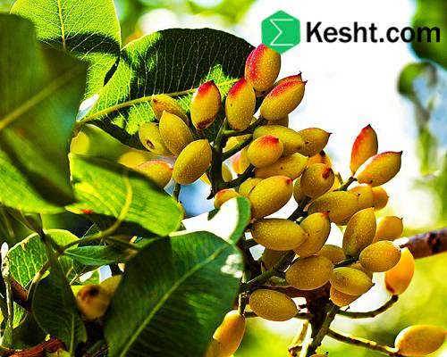 روش‌های مختلف تولید نهال پسته هیبریدی کدامند