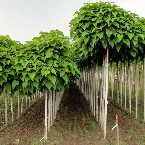 چه مزایای اقتصادی در کاشت نهال هیبریدی وجود دارد