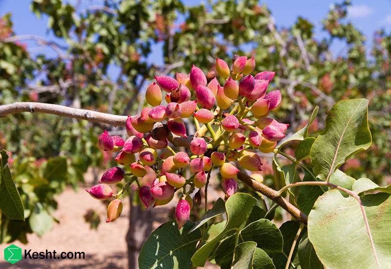 fruit-tree