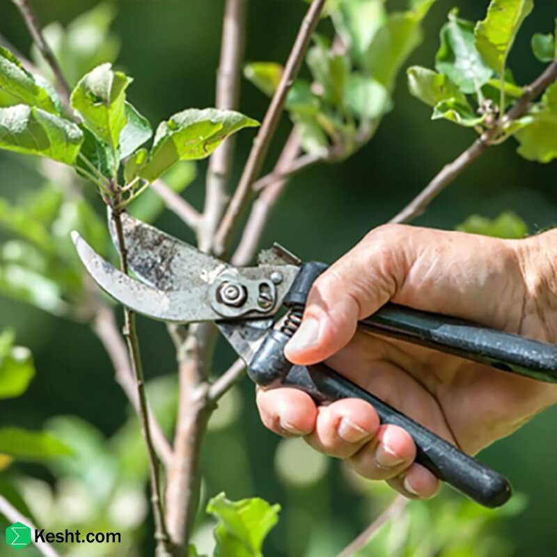 هرس درختان: سرمایه گذاری هوشمند برای باغی پربار و سالم