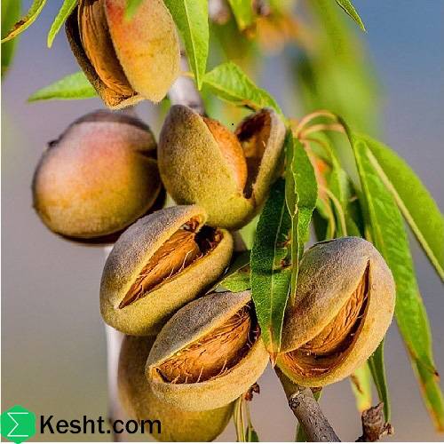 When to Spray Almond Trees: A Comprehensive Guide to Pest and Disease Management