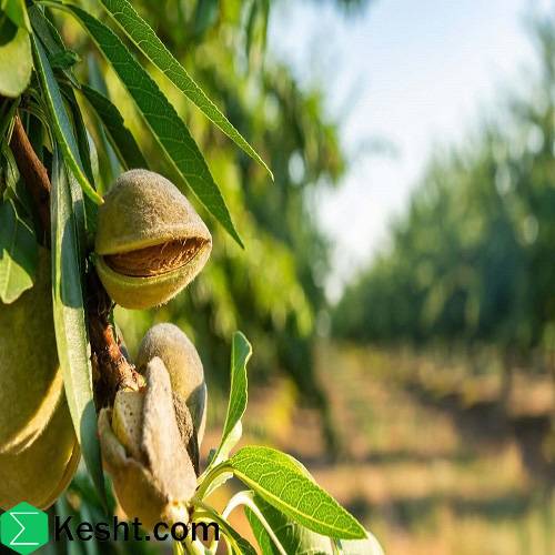 fruit-tree-almond