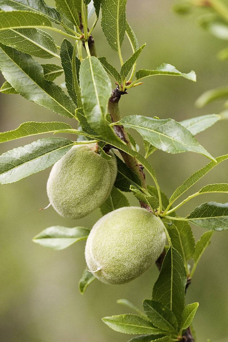fruit-tree-almond