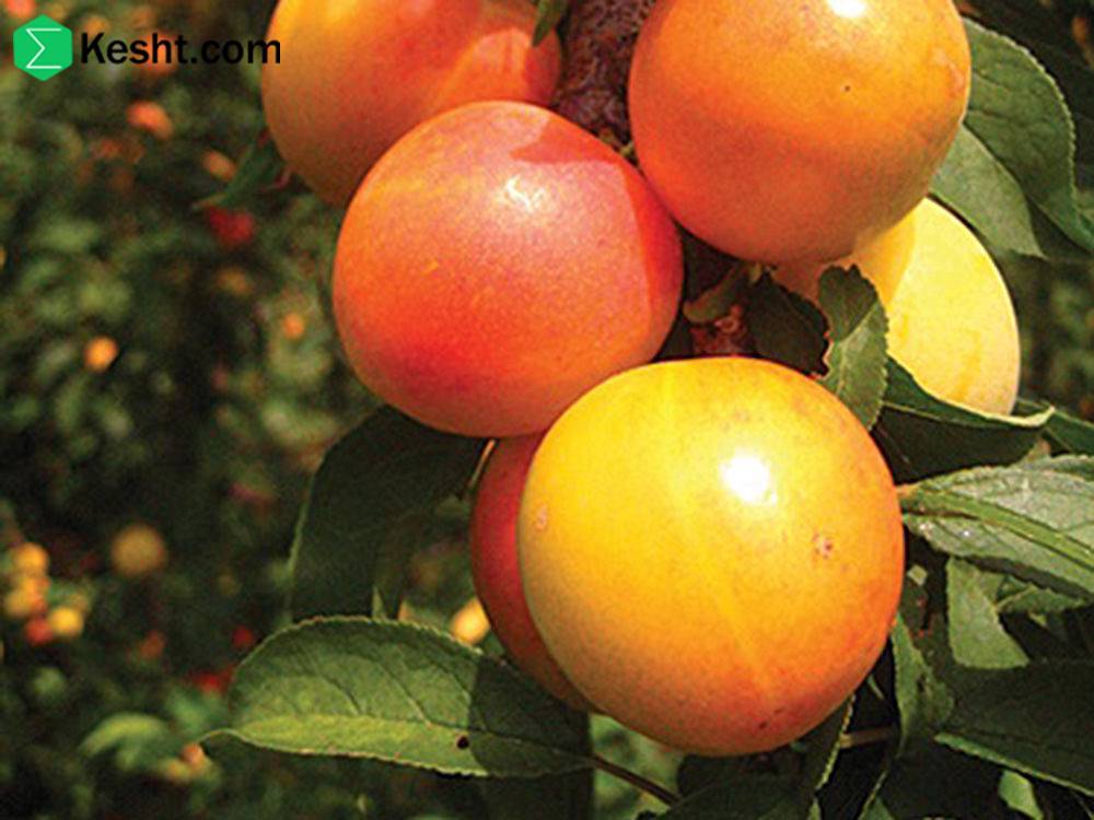 The Pros and Cons of Exporting Fruit Trees: A Grower's Guide