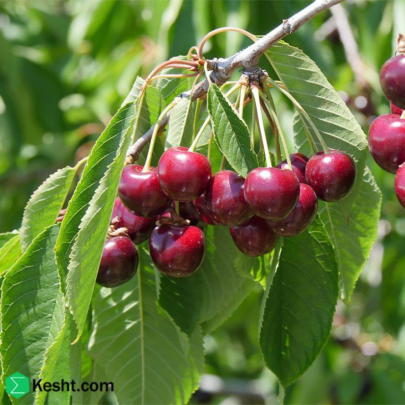 fruit-tree-blue-label