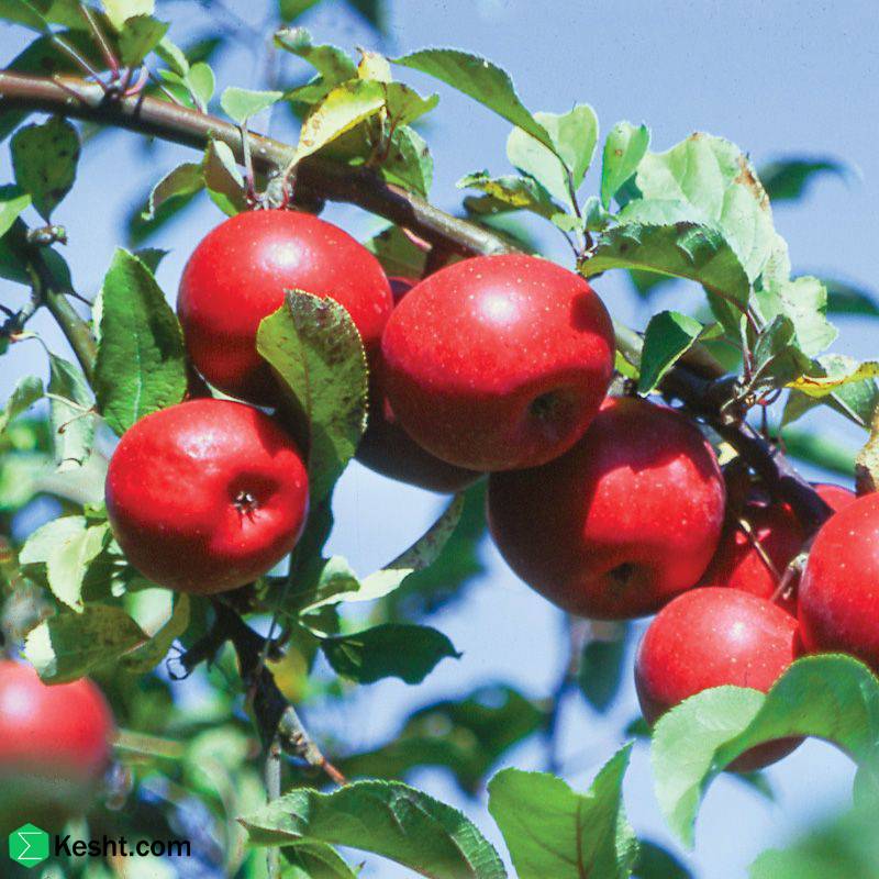 بیشترین تقاضا برای صادرات نهال