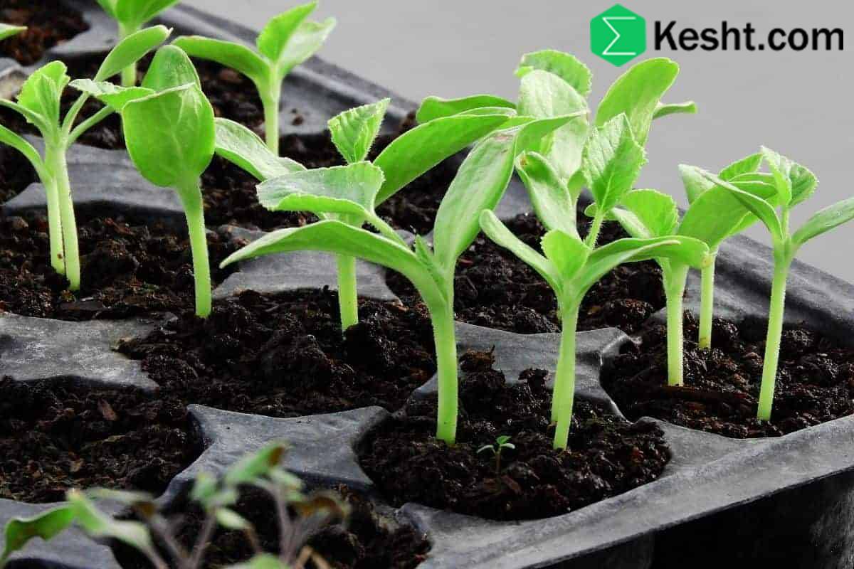 how-do-i-identify-climate-resistant-cultivars