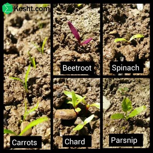 how-do-i-identify-climate-resistant-cultivars
