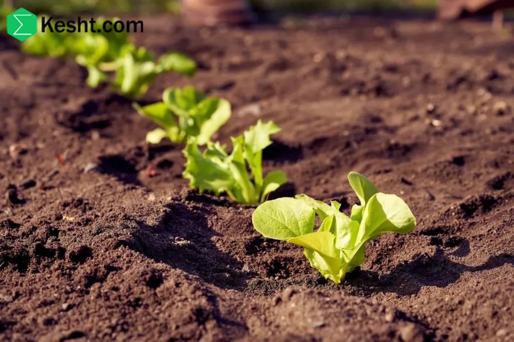 how-to-verify-a-nursery’s-authenticity-and-licensing