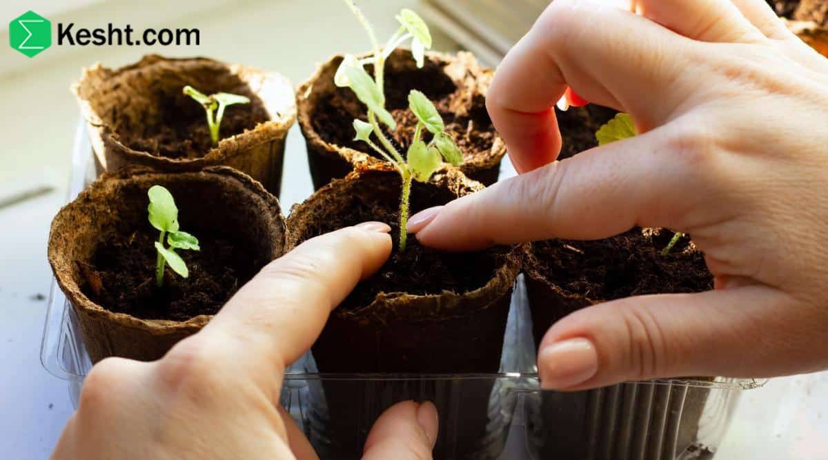 how-to-verify-a-nursery’s-authenticity-and-licensing