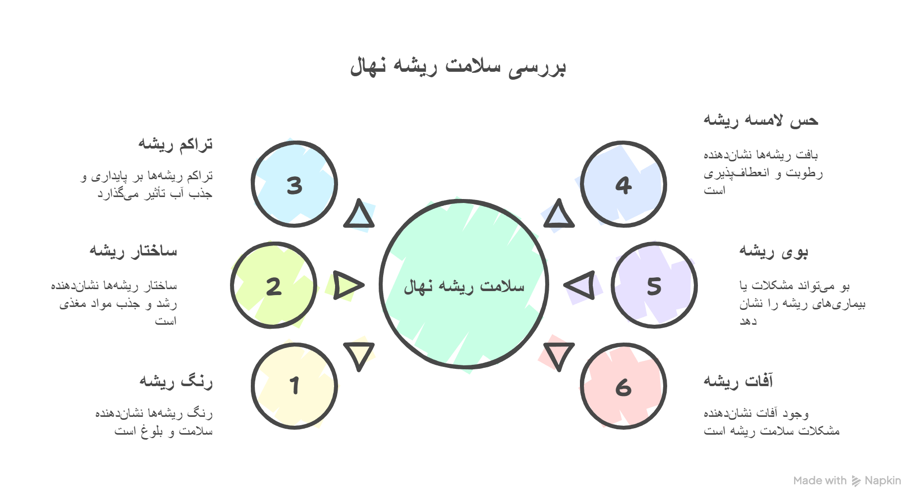 inspecting-sapling-root-health-at-purchase