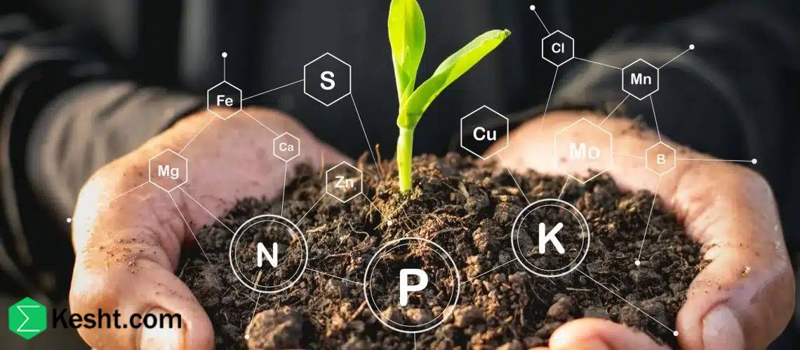 inspecting-sapling-root-health-at-purchase inspecting-sapling-root-health-at-purchase