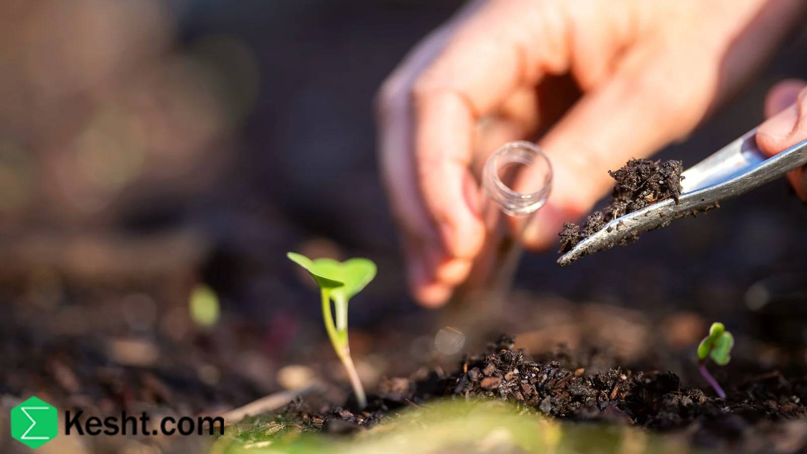 inspecting-sapling-root-health-at-purchase
