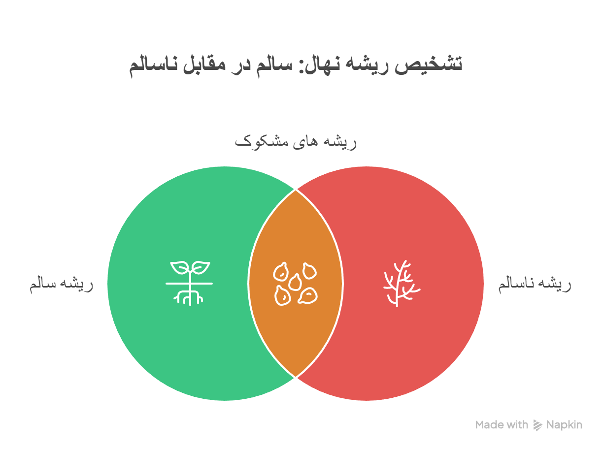 inspecting-sapling-root-health-at-purchase