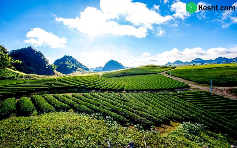 type of iranian black tea