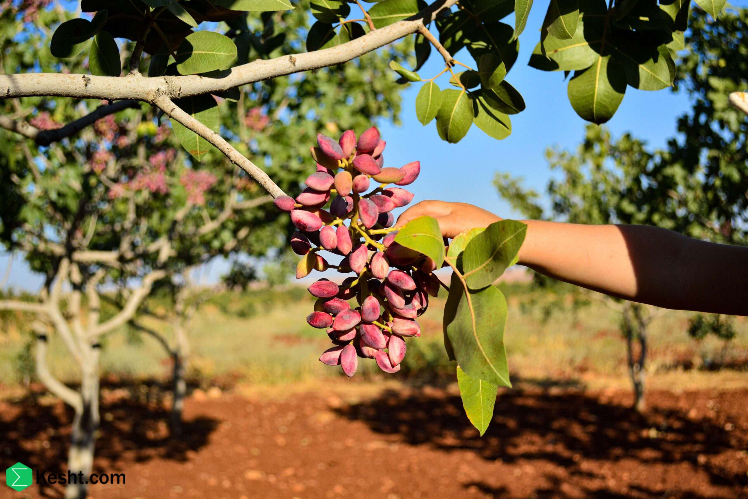زمان سمپاشی درخت پسته