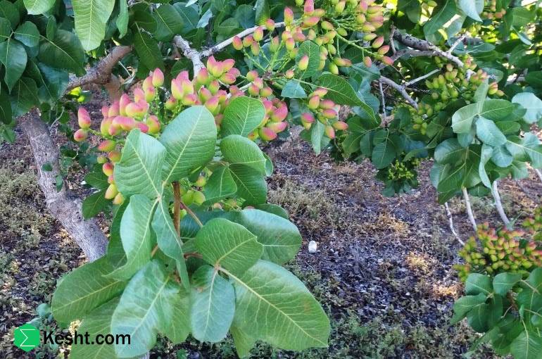 practical-guide-to-factors-affecting-growth-and-bearing-of-pistachio-saplings