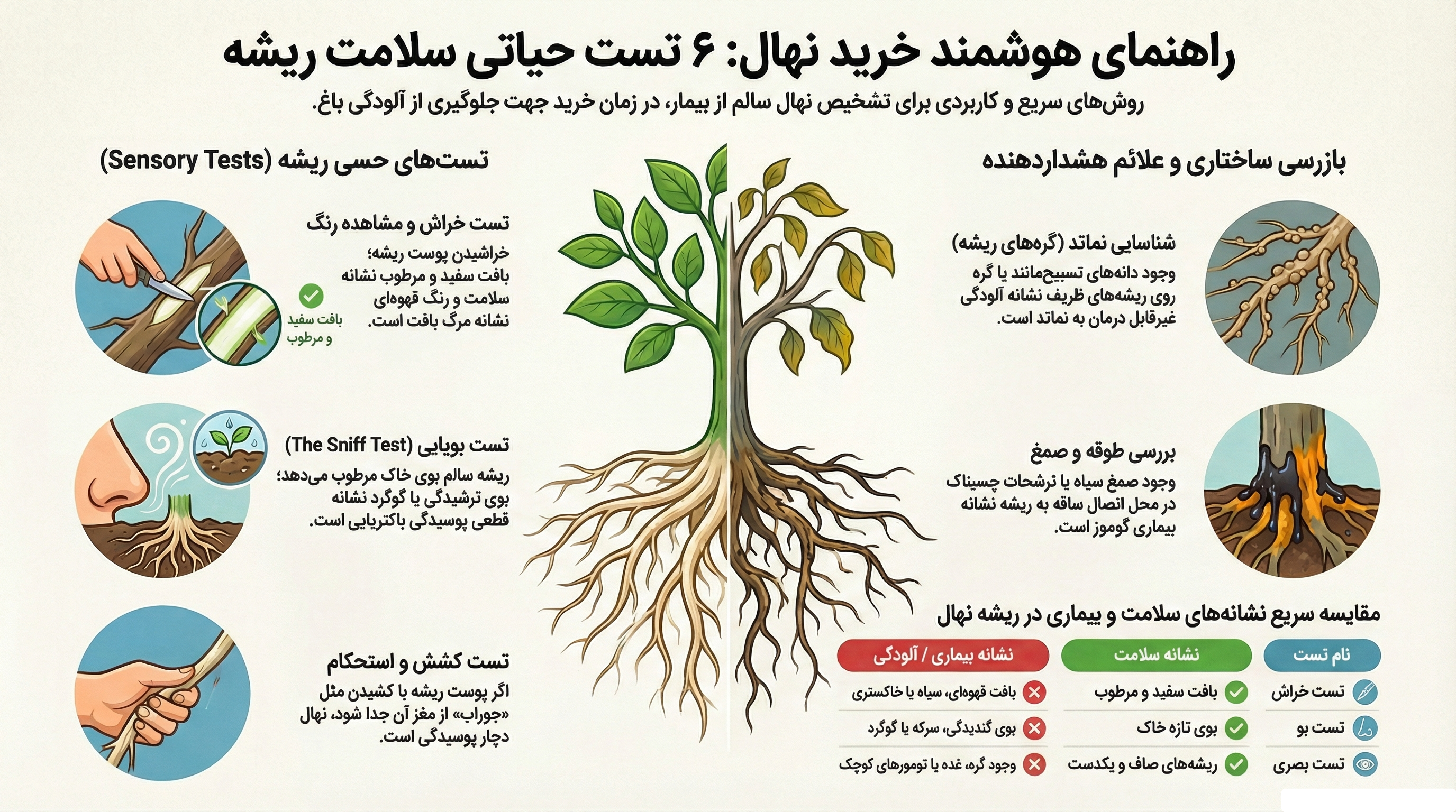 تشخیص سلامت ریشه در یک نگاه