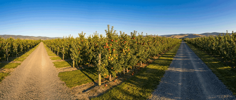 Top 10 High-Yield Seedlings