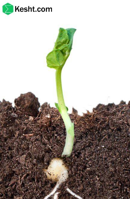 Simple tests to check seedling health at the point of purchase