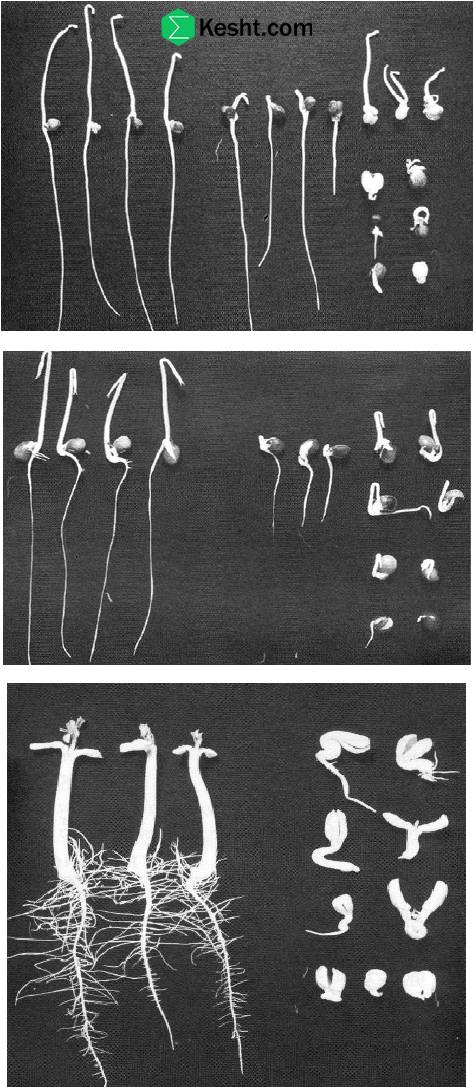 simple-tests-to-check-seedling-health-at-the-point-of-purchase simple-tests-to-check-seedling-health-at-the-point-of-purchase