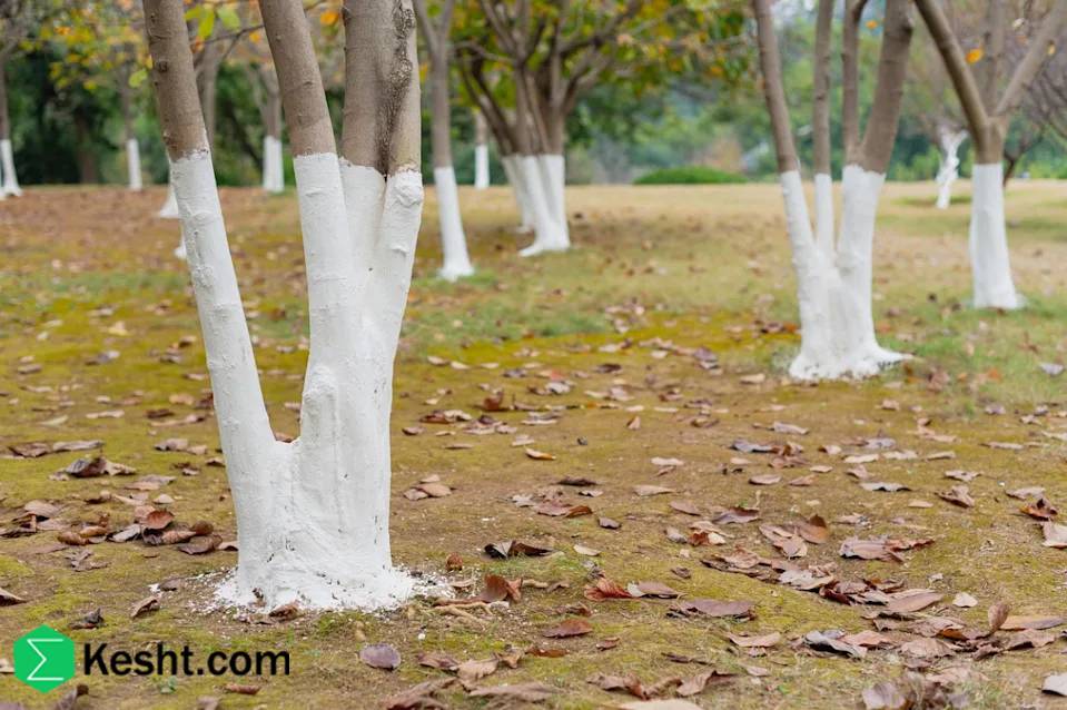 trunk-whitewashing trunk-whitewashing