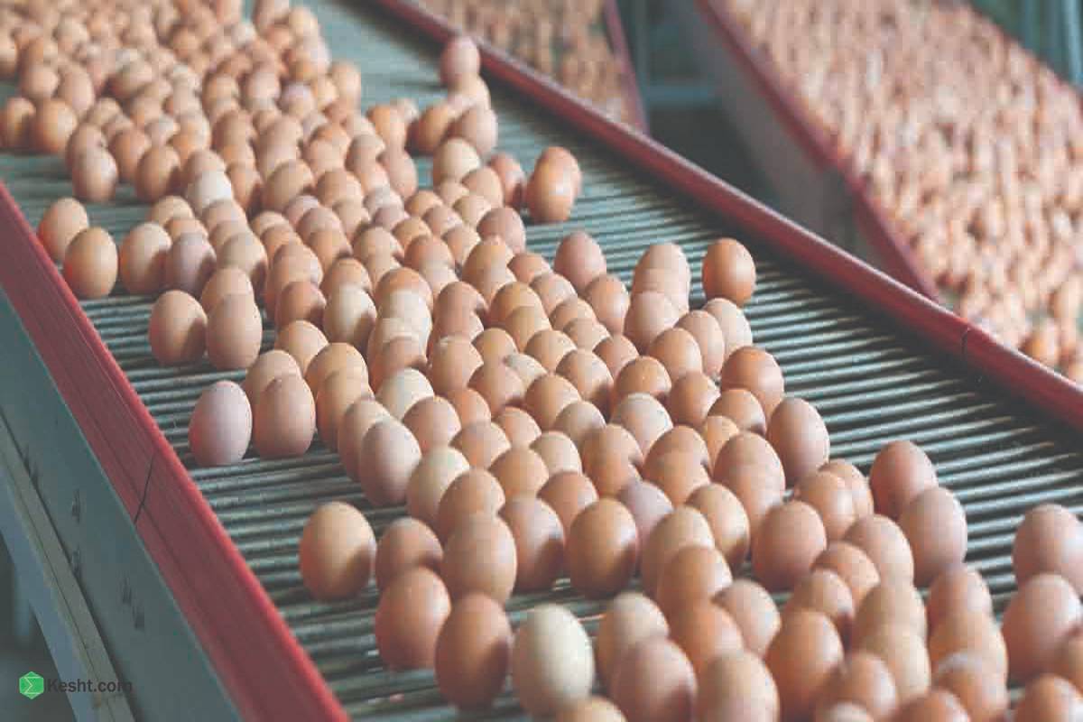 تولید کنندگان تخم مرغ