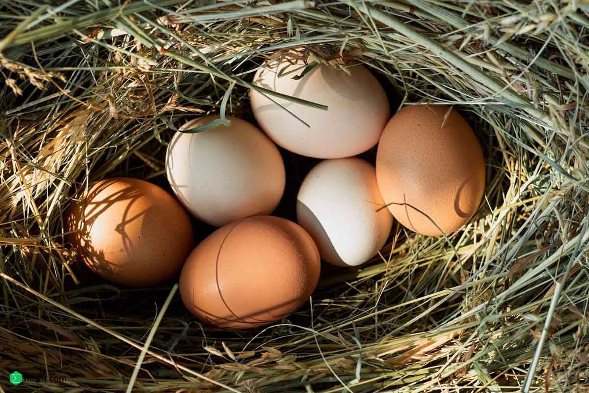 ?What factors cause the production of quality eggs