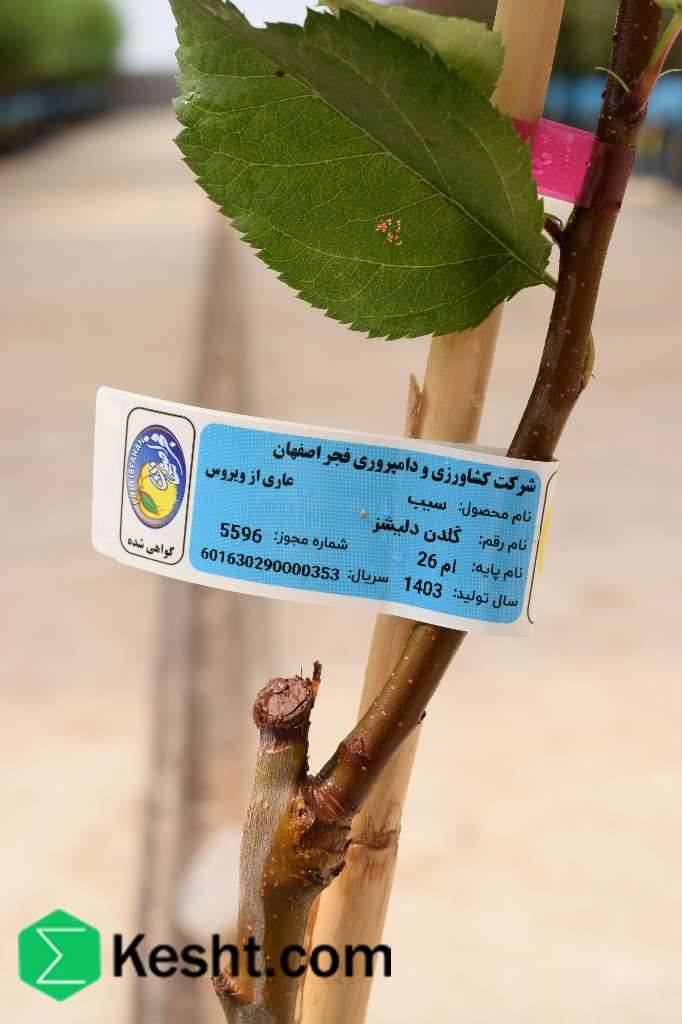 نهال بلولیبل سیب
