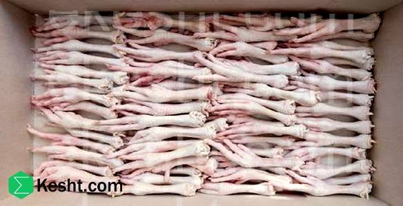 ایکشت صادرات پای مرغ | export of chicken feet and paw