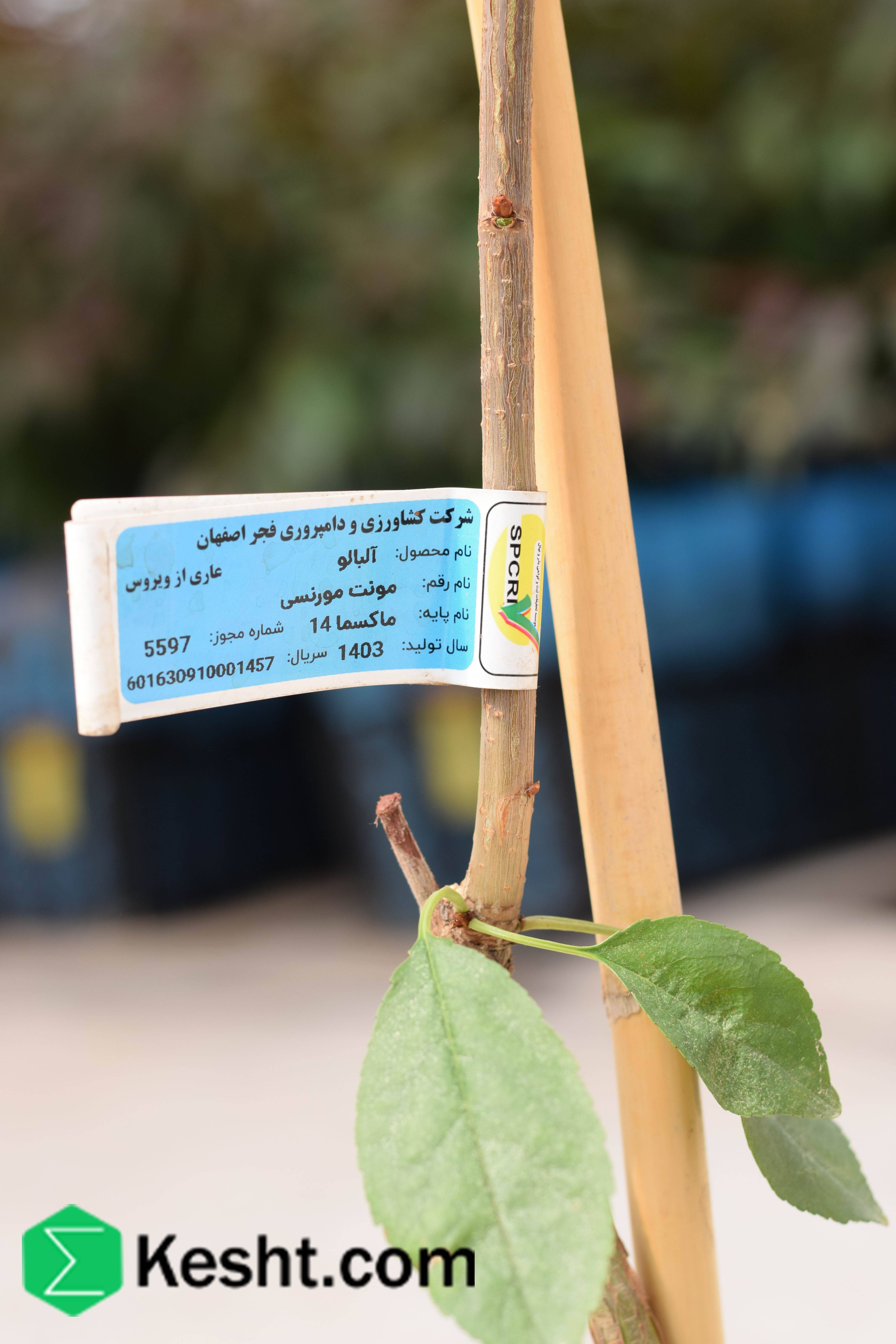 نهال بلولیبل آلبالو