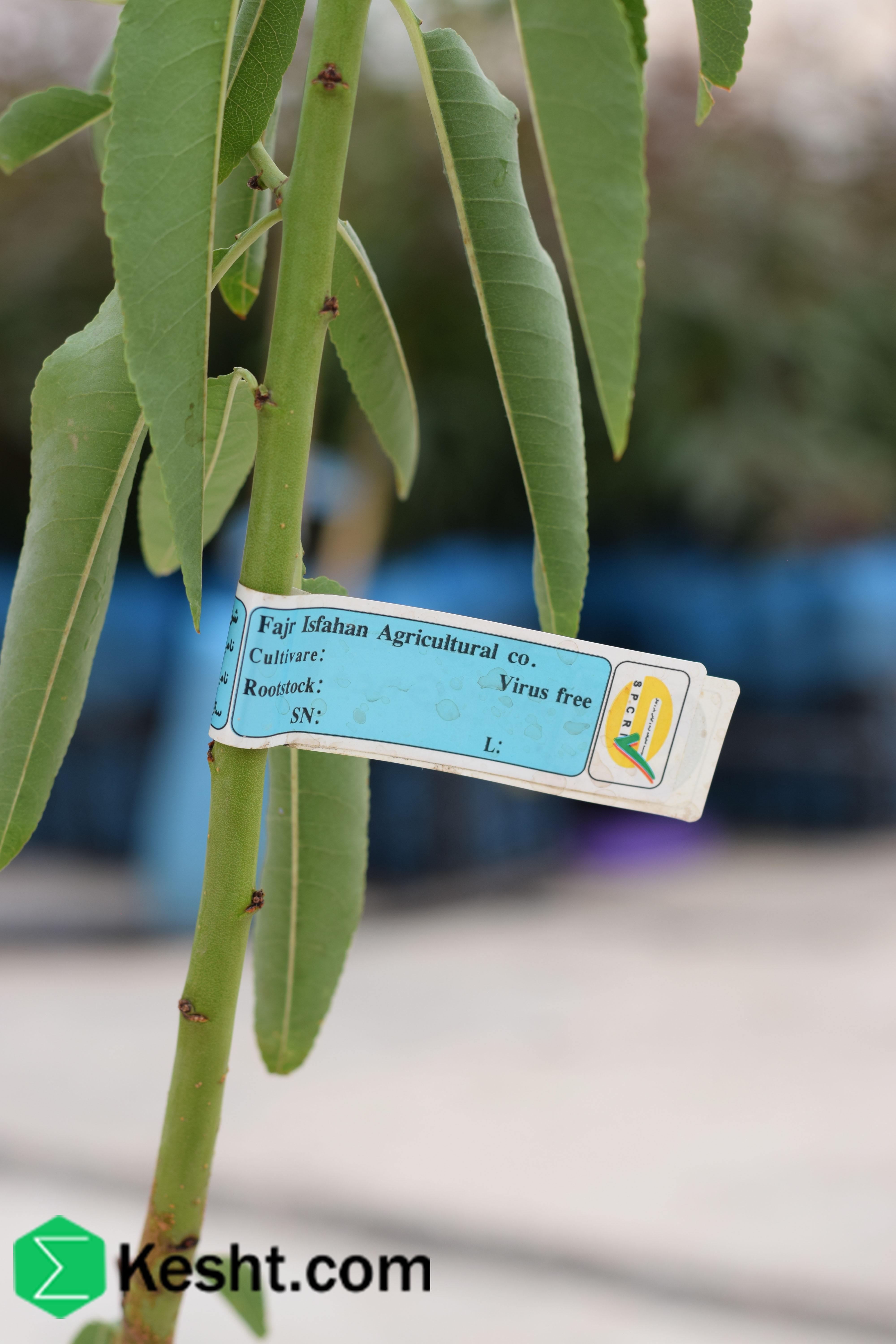 Seedling of| ایکشت|ekesht