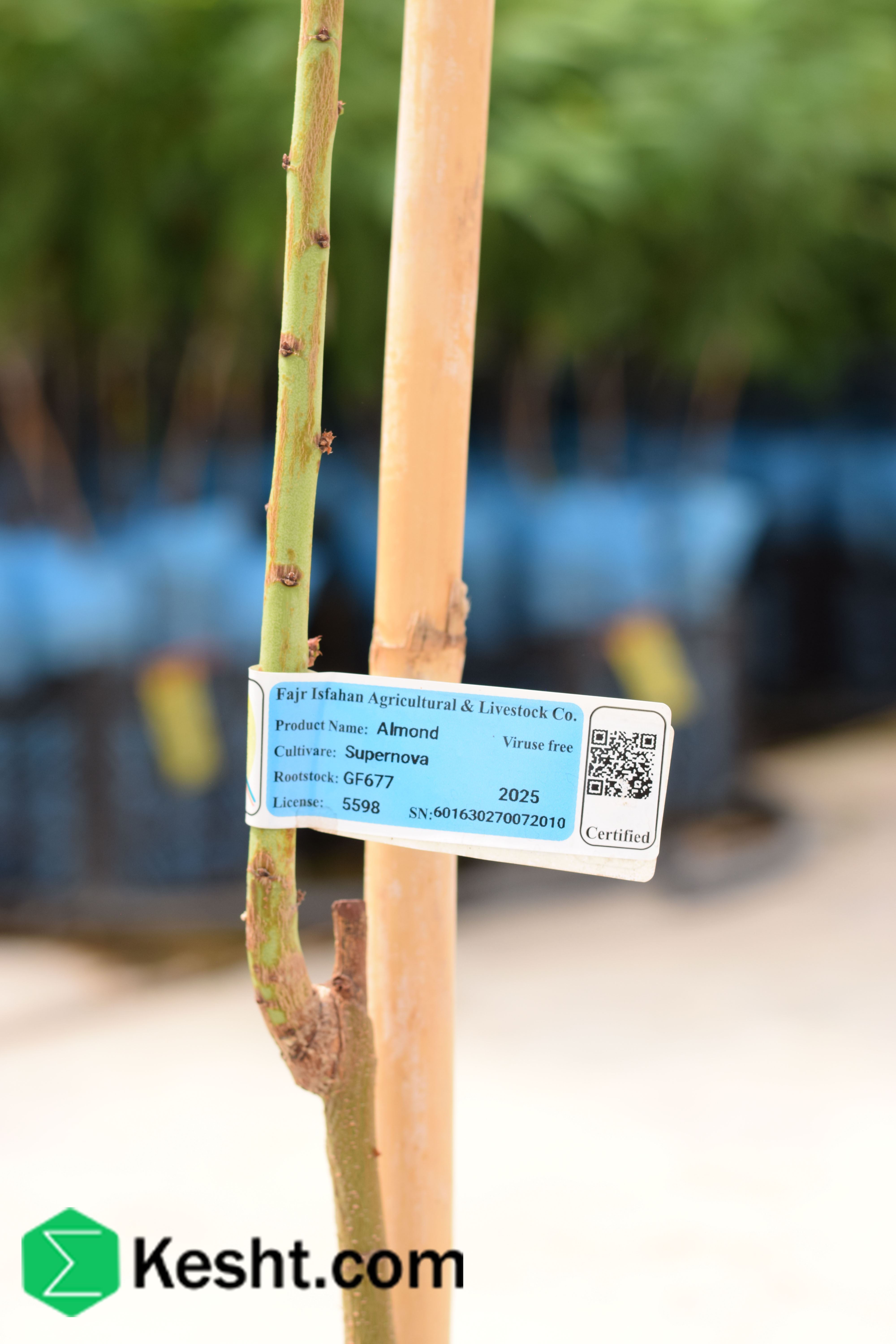 Seedling of| ایکشت|ekesht