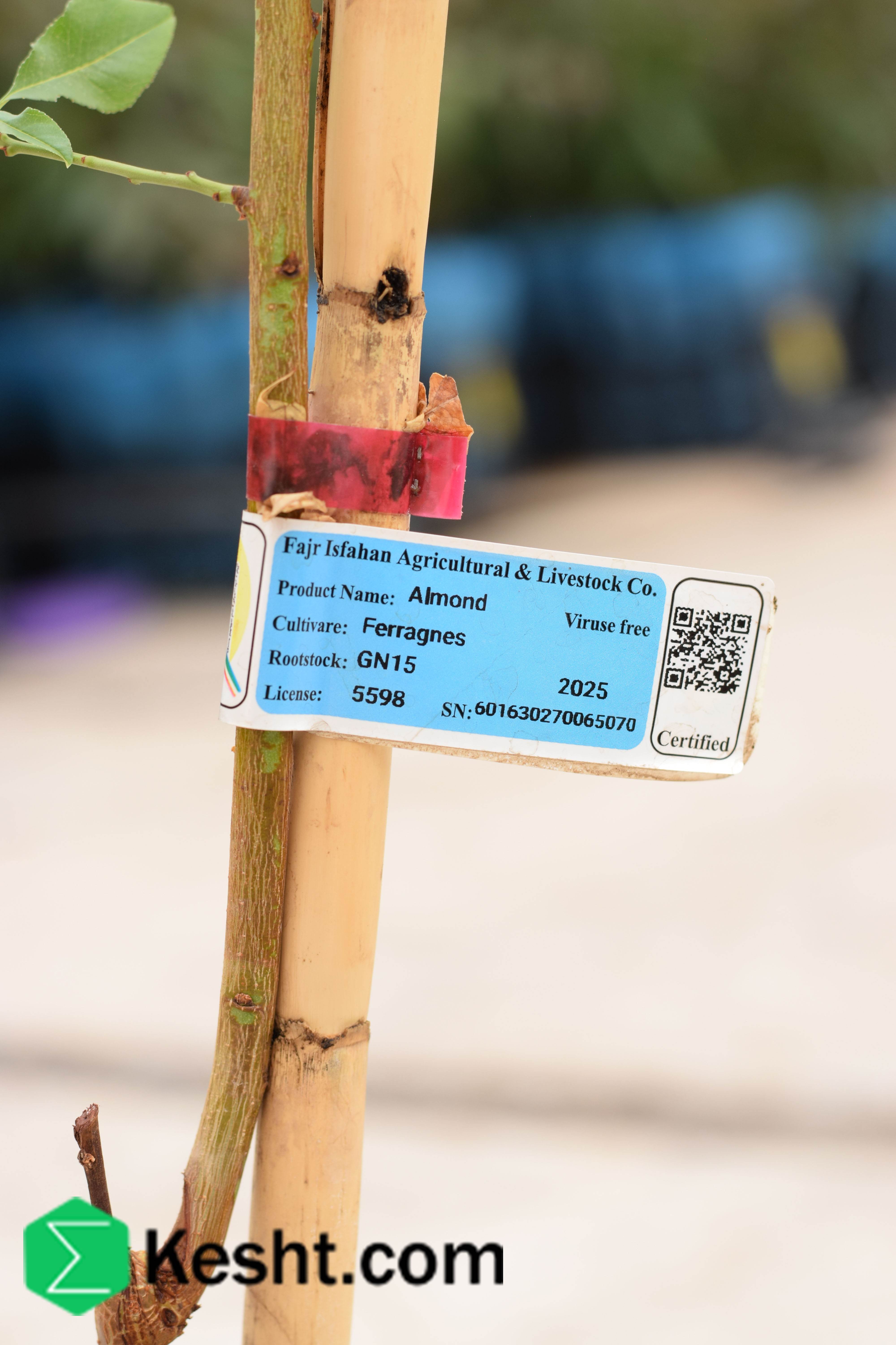 Seedling of| ایکشت|ekesht