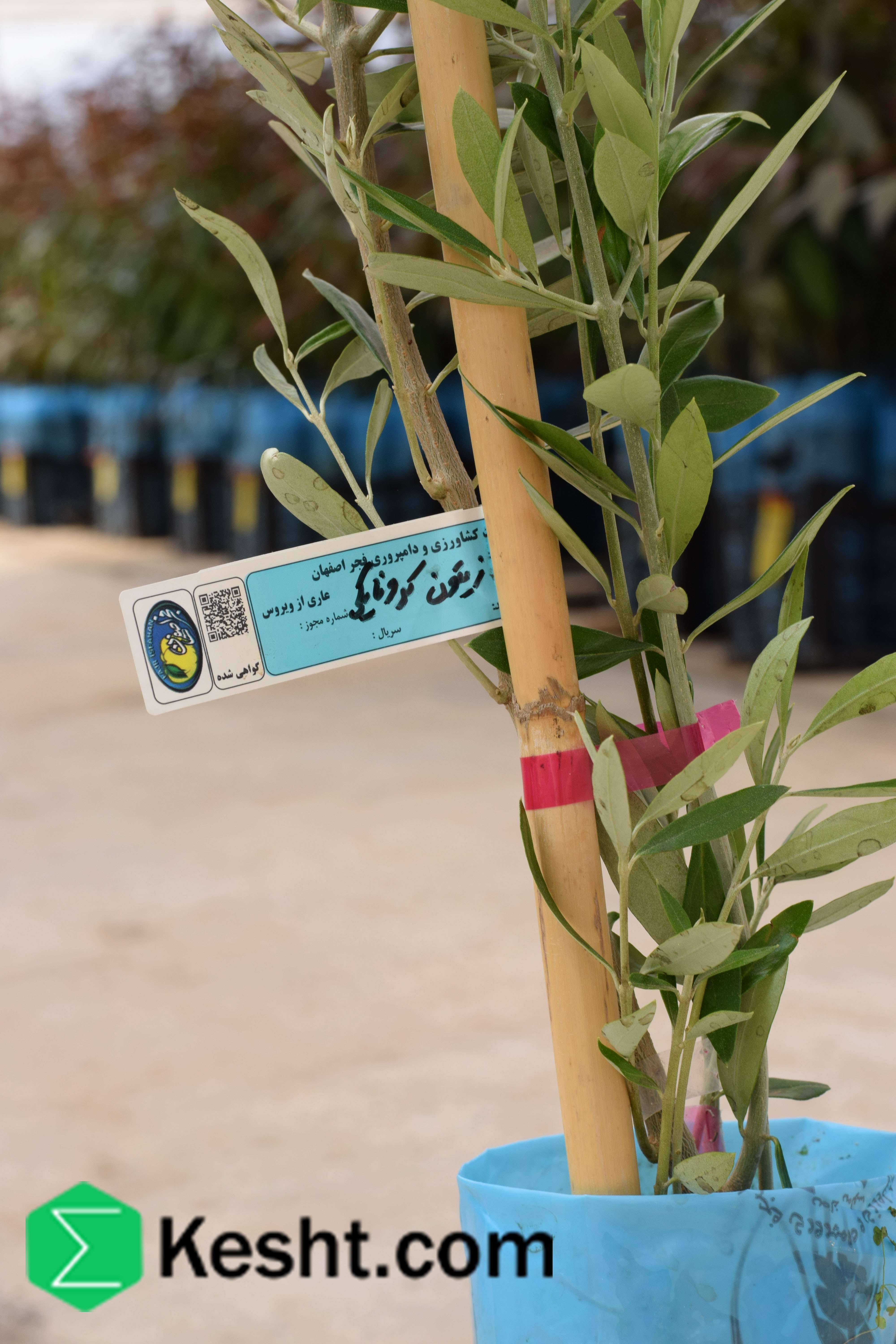 Seedling of| ایکشت|ekesht