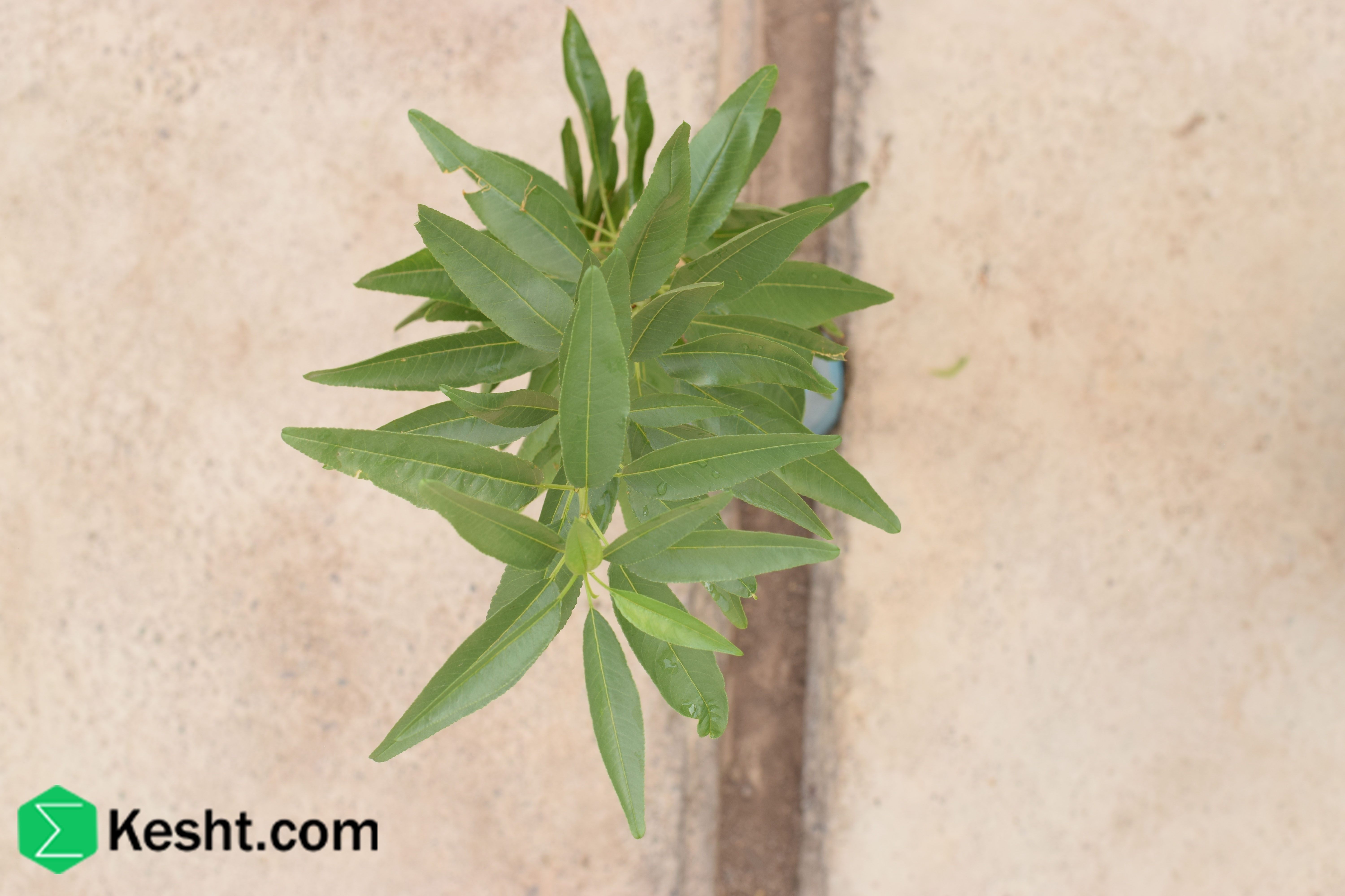 نهال| ایکشت|ekesht