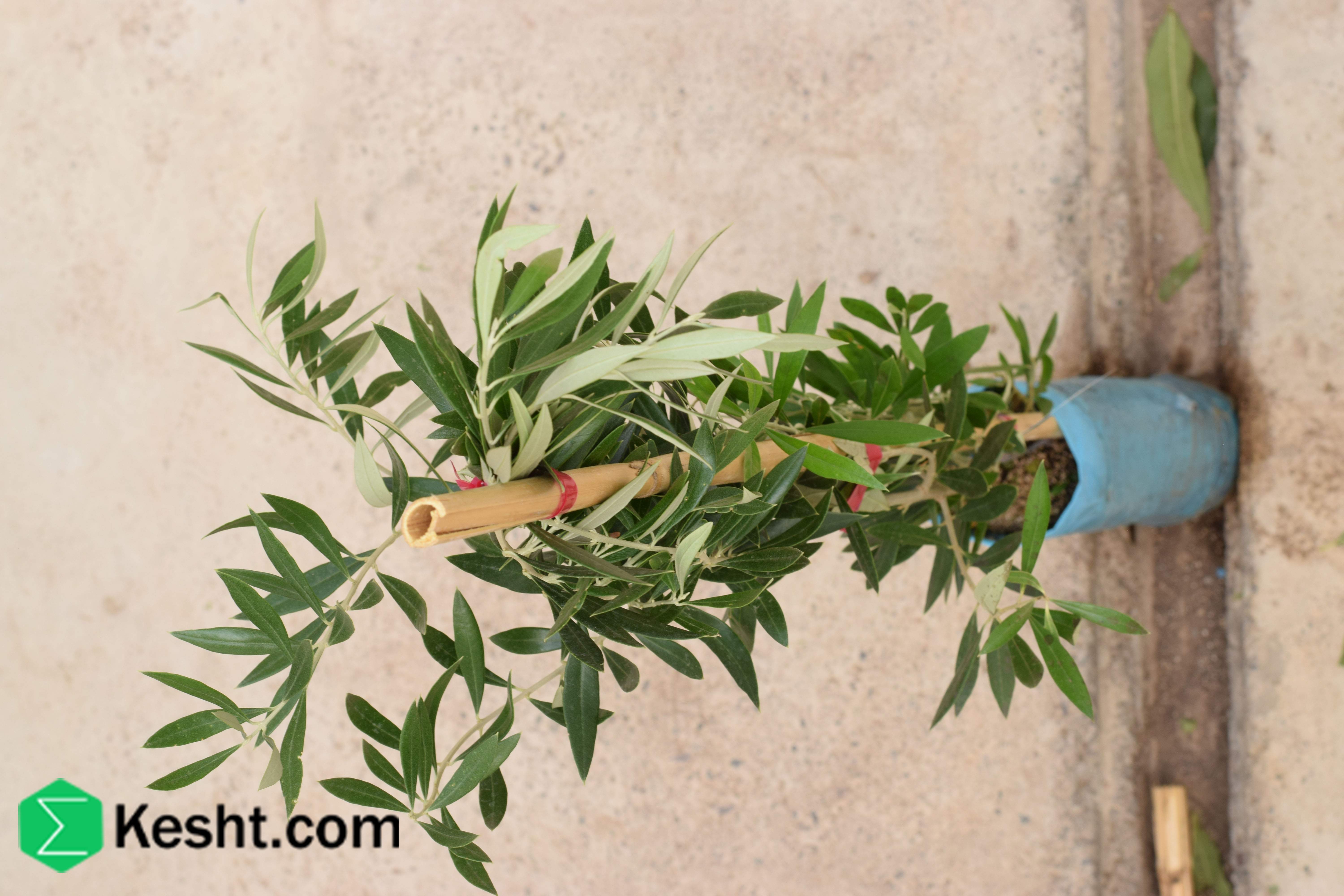 Seedling of| ایکشت|ekesht