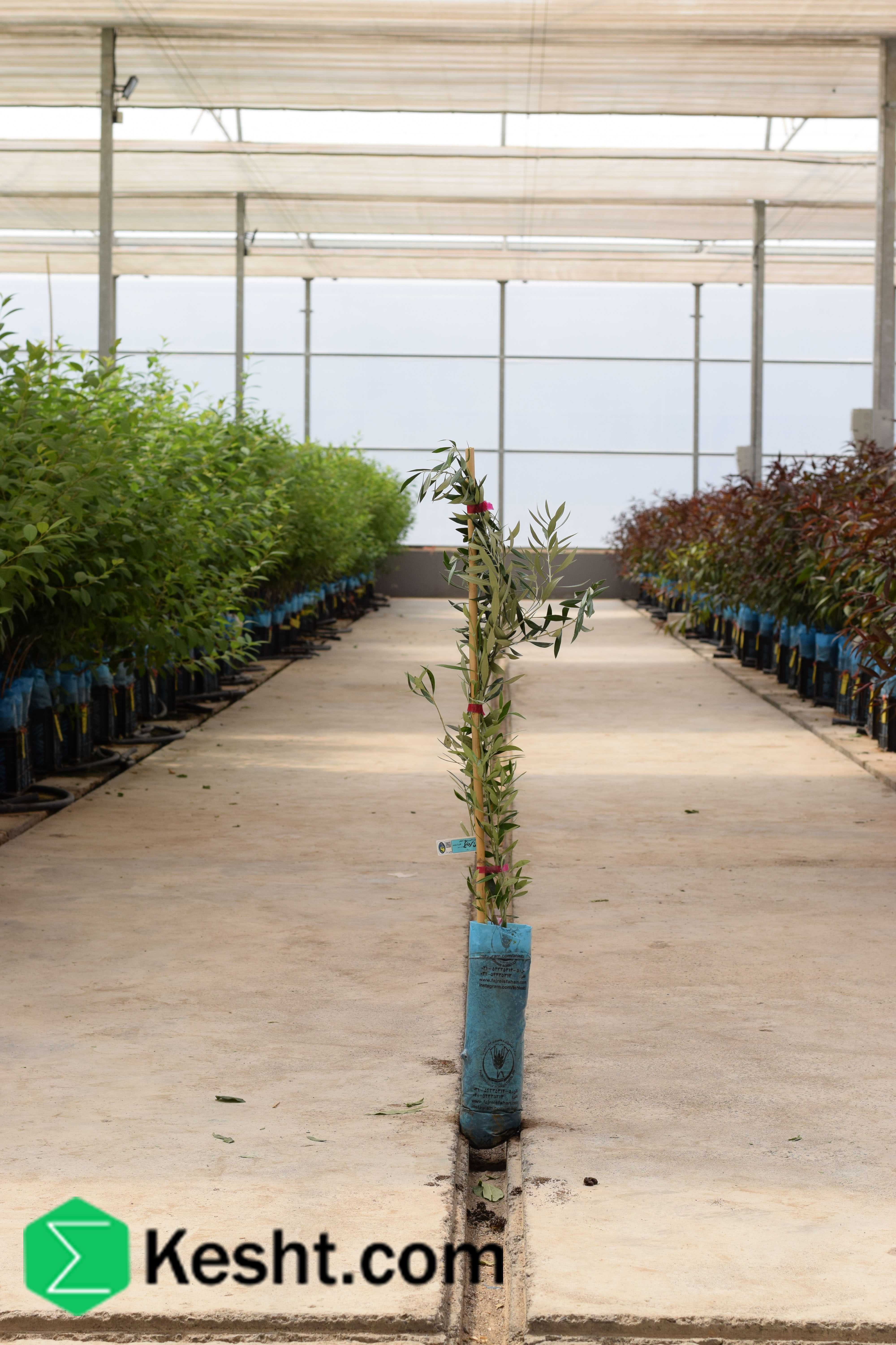 Seedling of| ایکشت|ekesht