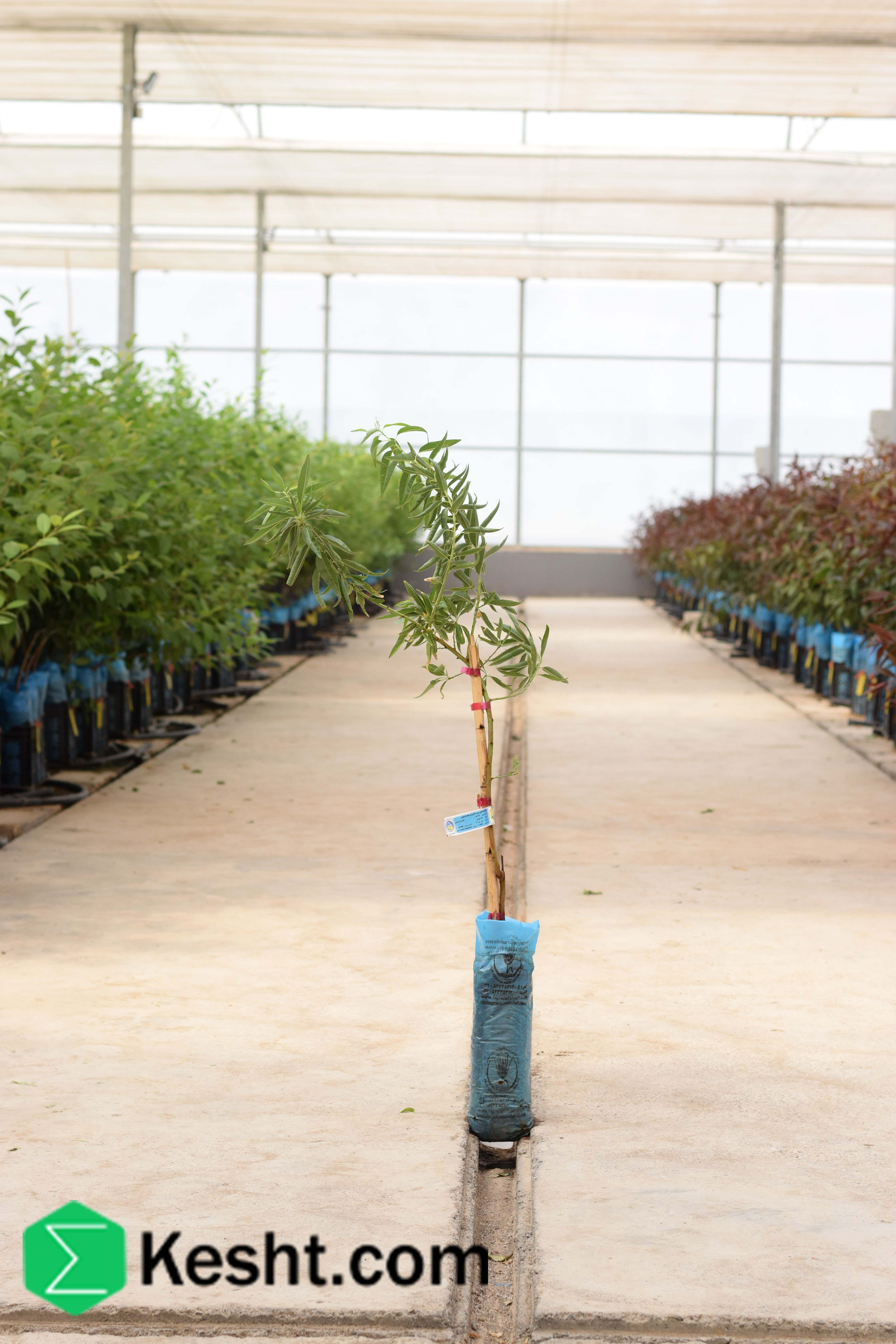 نهال| ایکشت|ekesht